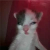 Cats [06] 22