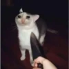 Cats [04] 22