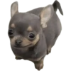 Perros xd 23