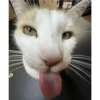 Cats [03] 23
