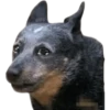 Perros xd 24