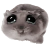 Ratita triste - Memes 🥲🤣 17