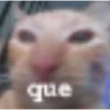 Cats [03] 24