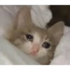 Cats [04] 23