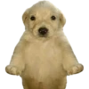 Perros xd 25