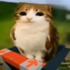 Meowl 🐱Gatos michis 🐾 25