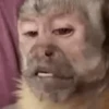 Mono 🐵  9