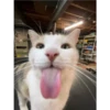 Cats [06] 23