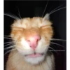 Cats [06] 24