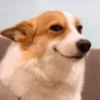 memes de perros 8