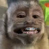 Mono 🐵  10