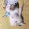 Gatito dormido