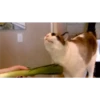 Cats [06] 25