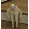 Cats [04] 25