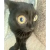 Cats [06] 26