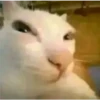 Cats [06] 27