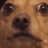 memes de perros 10