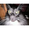 Cats [06] 29