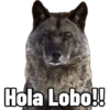 Hola Lobo!!