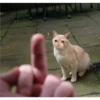 Cats [04] 26