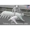 Cats [04] 28