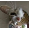 Cats [04] 29
