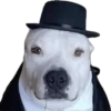 Perros xd 27