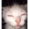 Cats [04] 30