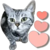 Silver tigrer 🐱 5