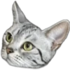 Silver tigrer 🐱 6