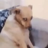 REACCIONES Shitpost 🐄🌍♻️4 5