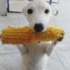 perro 🐕 5
