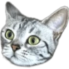 Silver tigrer 🐱 8