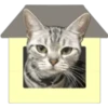 Silver tigrer 🐱 9