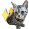 Silver tigrer 🐱 10