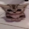 Cats [05] 5