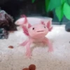 Морские животные 🐳 5