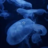Морские животные 🐳 6
