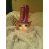 Cats [02] 5