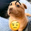 perro 🐕 6
