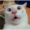 Paws & Laughs 10