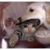 Cats [02] 6