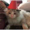 Cats [02] 7
