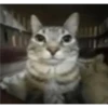 Cats [05] 7