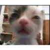 Cats [05] 8