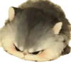 Gatitos gorditos💞1🇵🇪Clásica 9