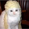 Cats [01] 11