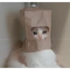 Cats [02] 8
