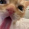Cats [05] 9