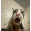 Cats [05] 10